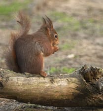 Red Squirrel in Formby Nature Reserve - SoFA